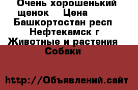 Очень хорошенький щенок. › Цена ­ 500 - Башкортостан респ., Нефтекамск г. Животные и растения » Собаки   